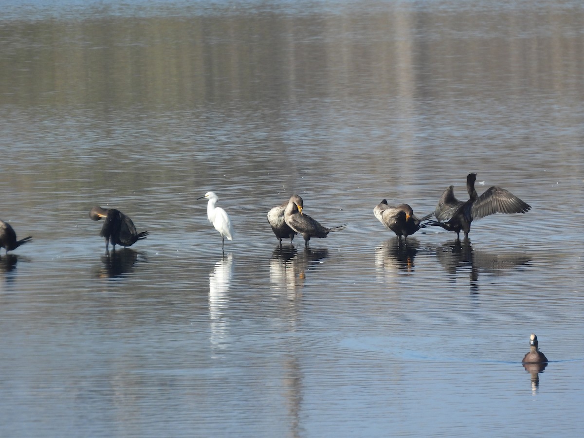 ユキコサギ - ML644417753