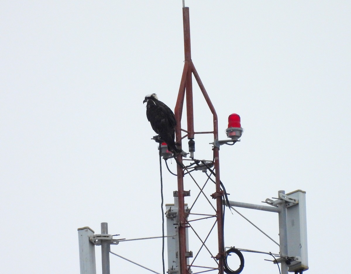 fiskeørn - ML644417774