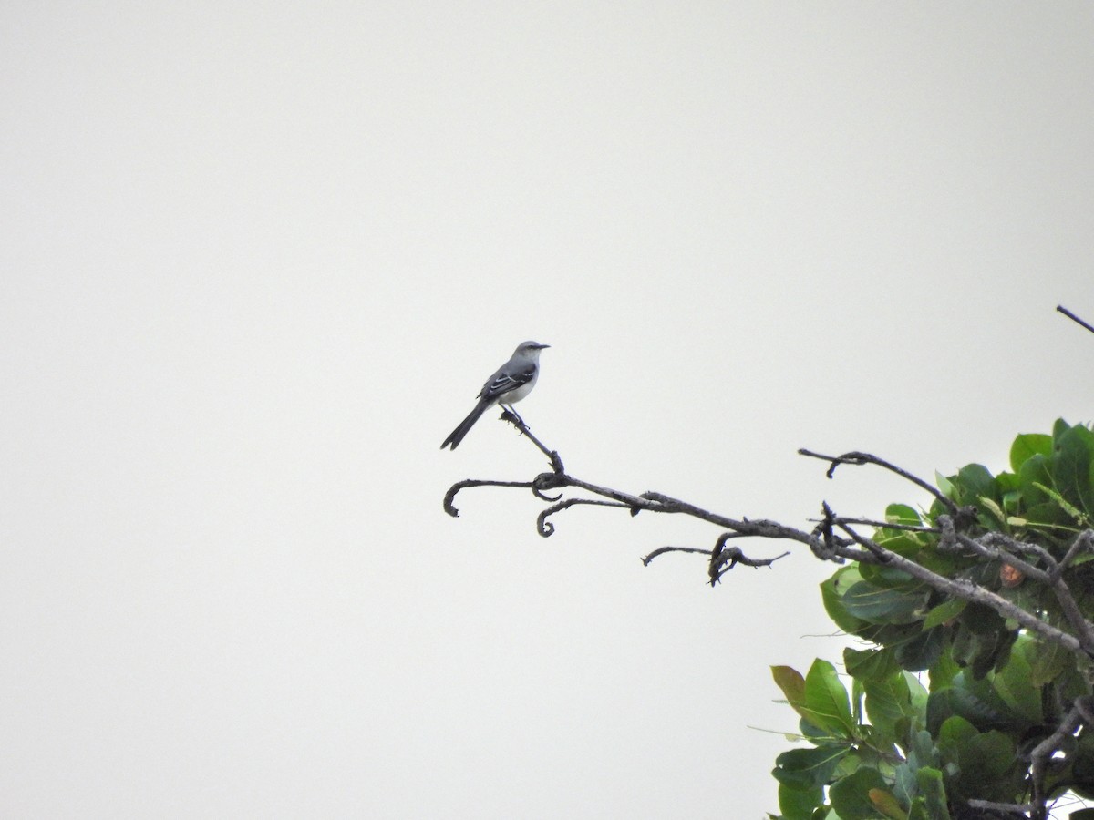 Moqueur des savanes - ML644417775