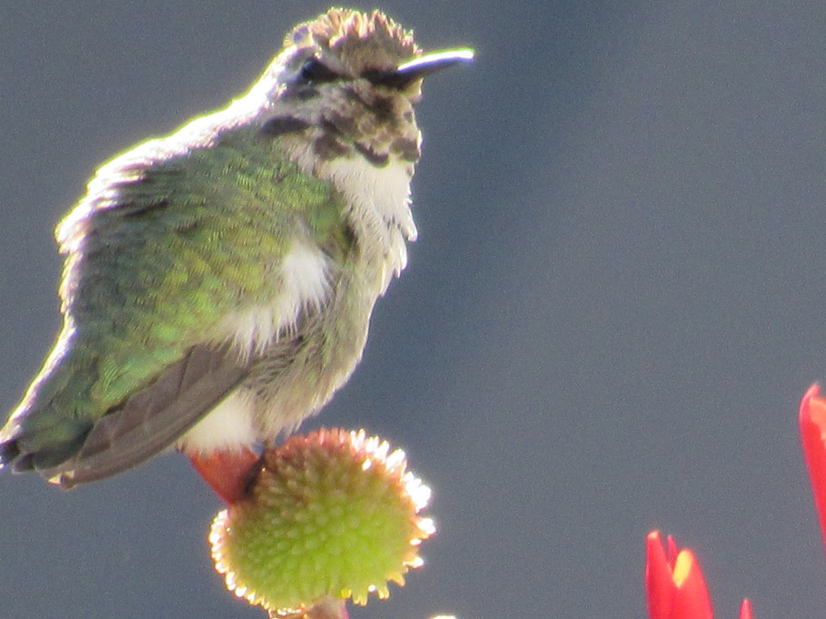 Costa's Hummingbird - ML644417779
