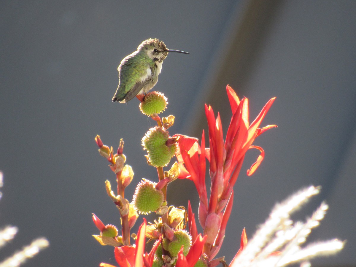 Costa's Hummingbird - ML644417780