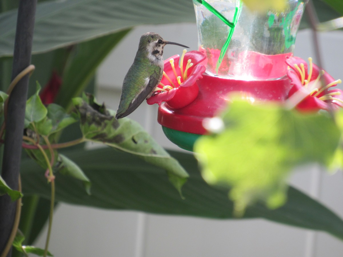 Costa's Hummingbird - ML644417781