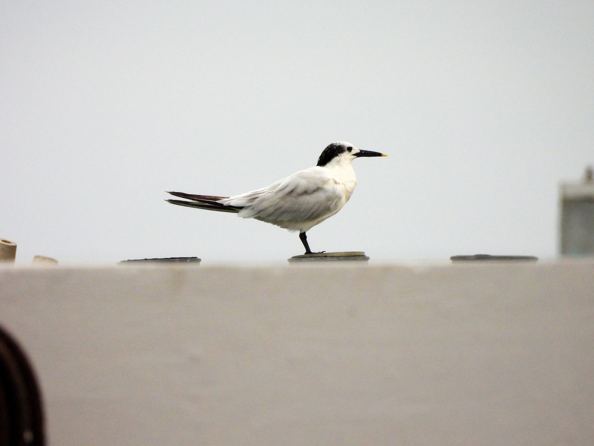 rybák severní - ML644417785