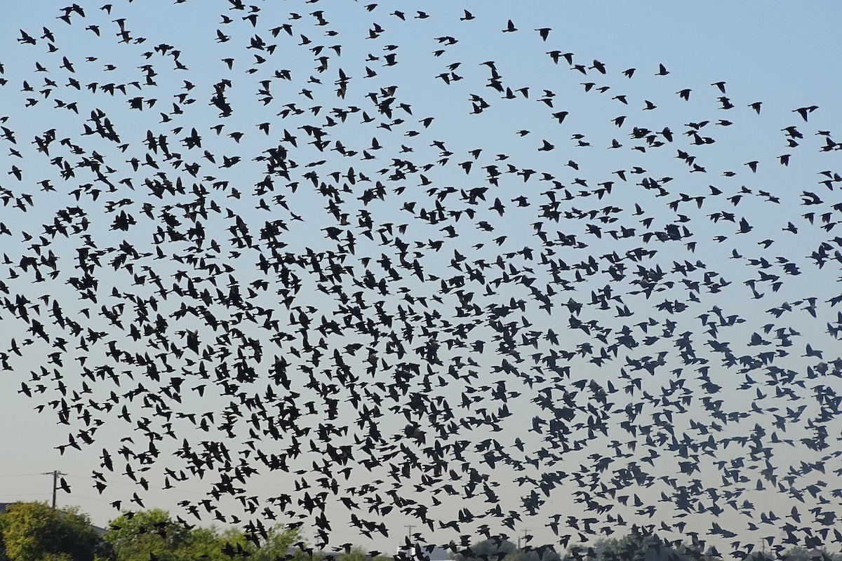 Brown-headed Cowbird - ML644417786