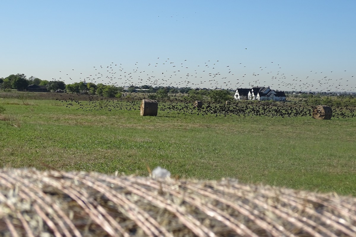 Brown-headed Cowbird - ML644417787