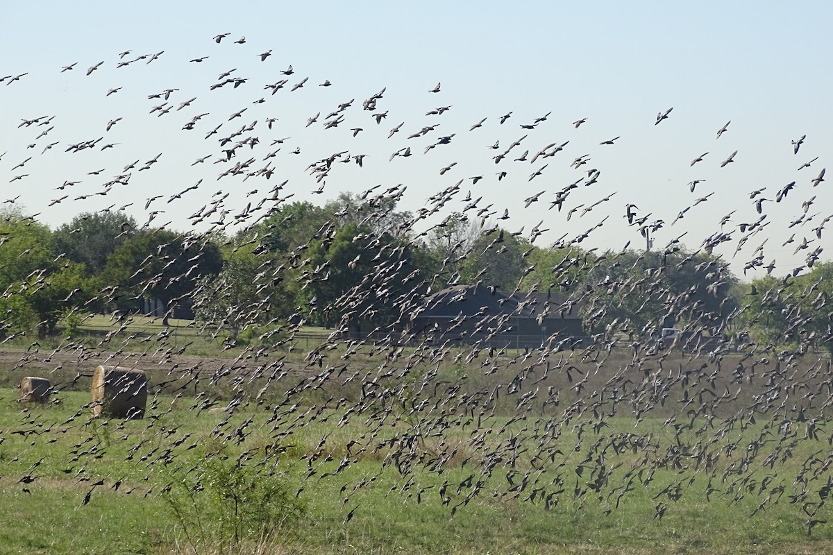 Brown-headed Cowbird - ML644417788