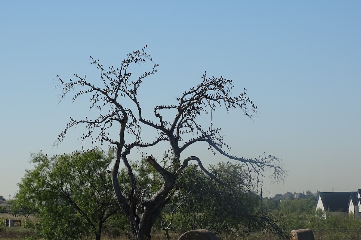 Brown-headed Cowbird - ML644417789