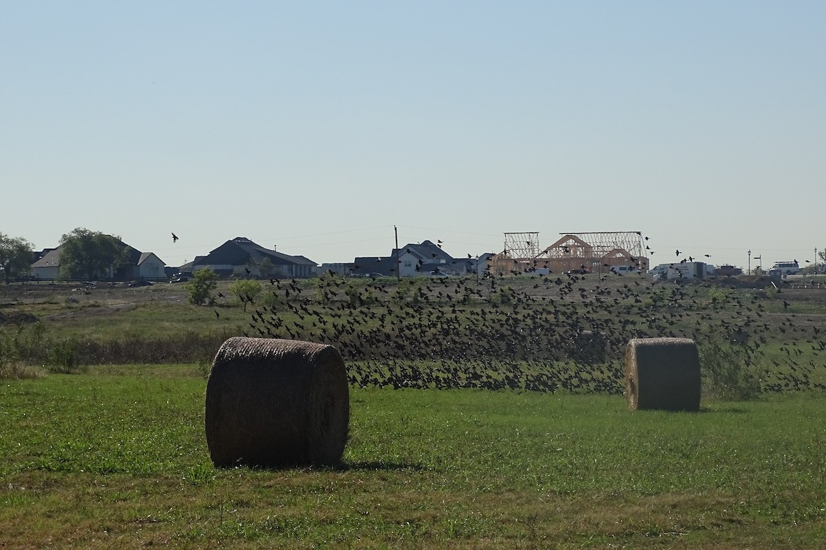 Brown-headed Cowbird - ML644417790