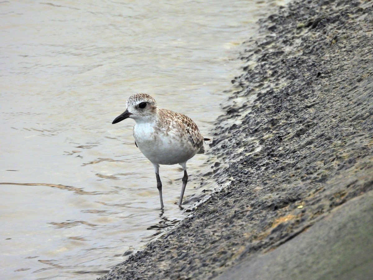 Буурал сүвээ цагаан - ML644417797
