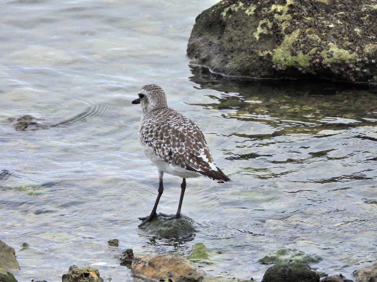 Буурал сүвээ цагаан - ML644417798