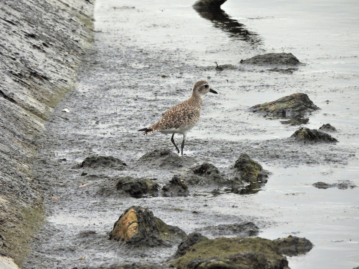 Буурал сүвээ цагаан - ML644417799