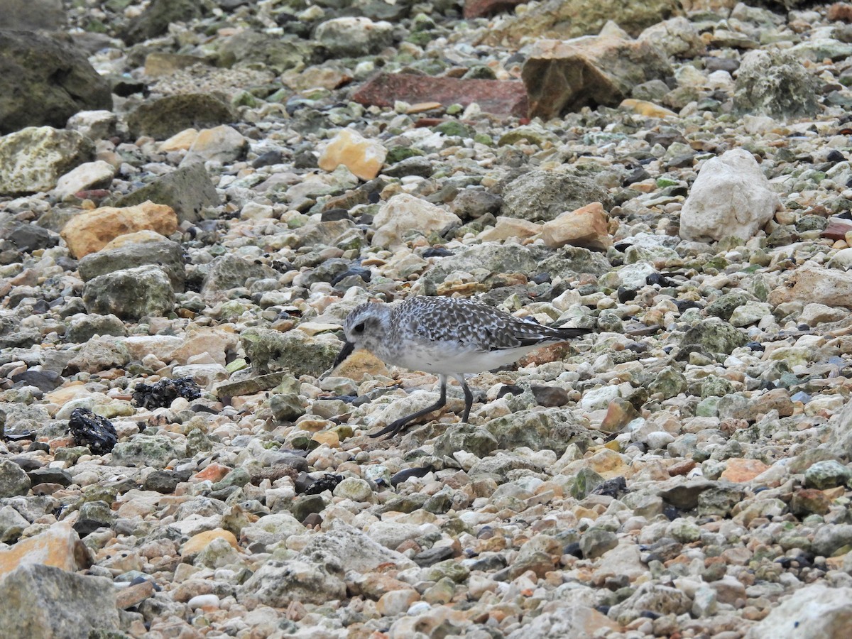 Буурал сүвээ цагаан - ML644417800