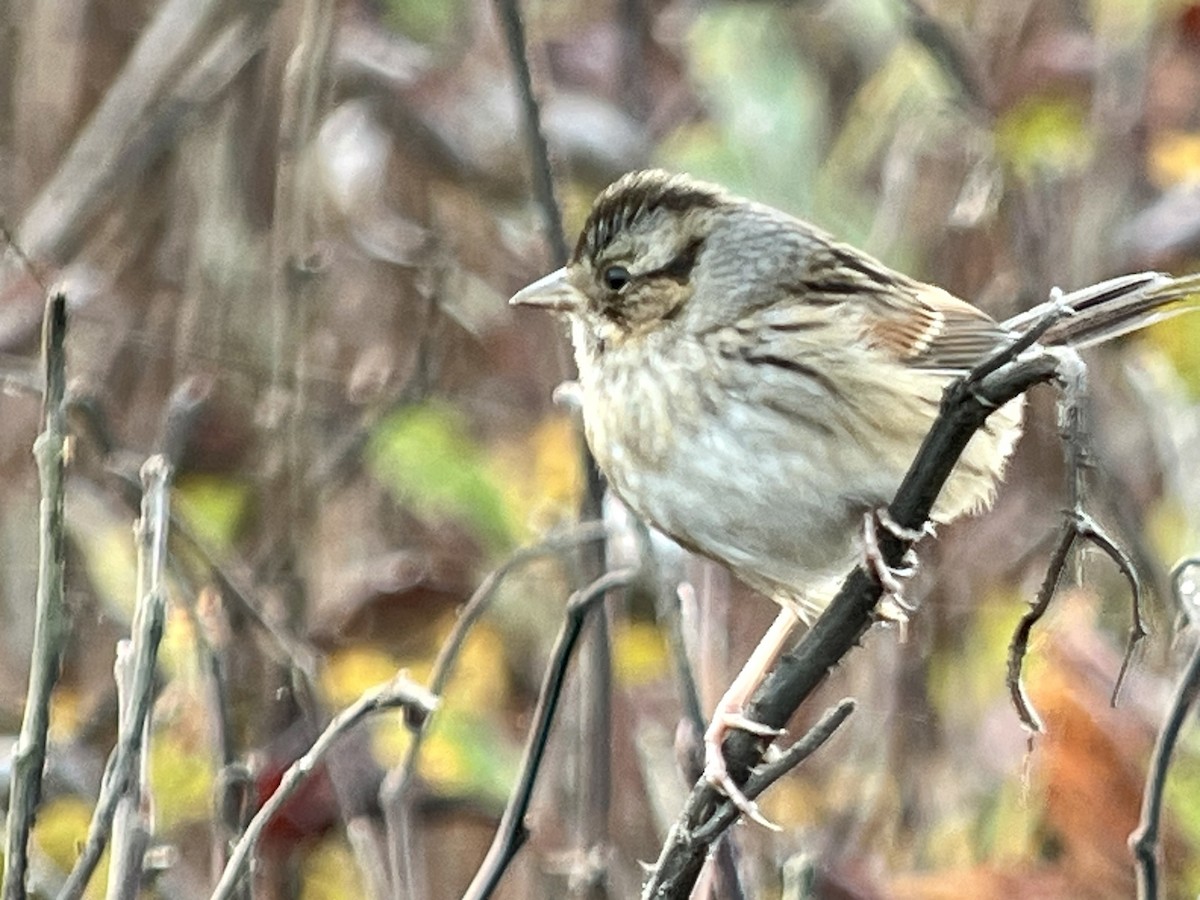 Swamp Sparrow - ML644417802