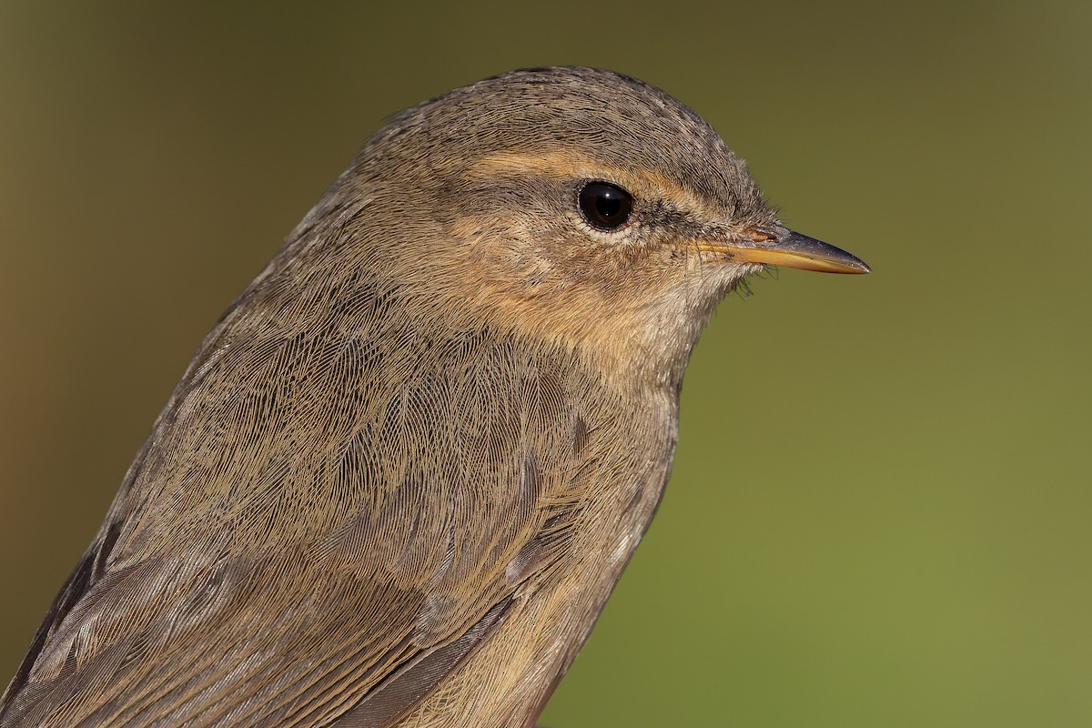 Dusky Warbler - ML644417806