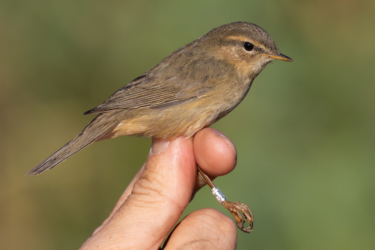 Dusky Warbler - ML644417807