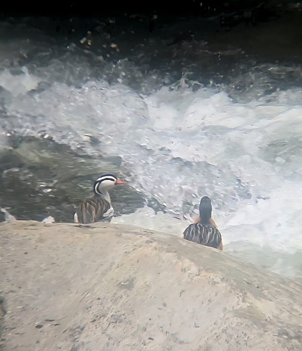 Torrent Duck - ML644417812