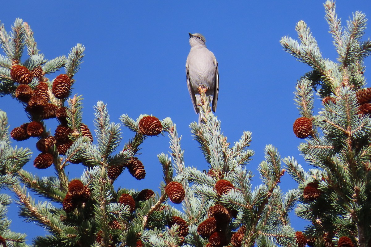 lesňák západní - ML644417818