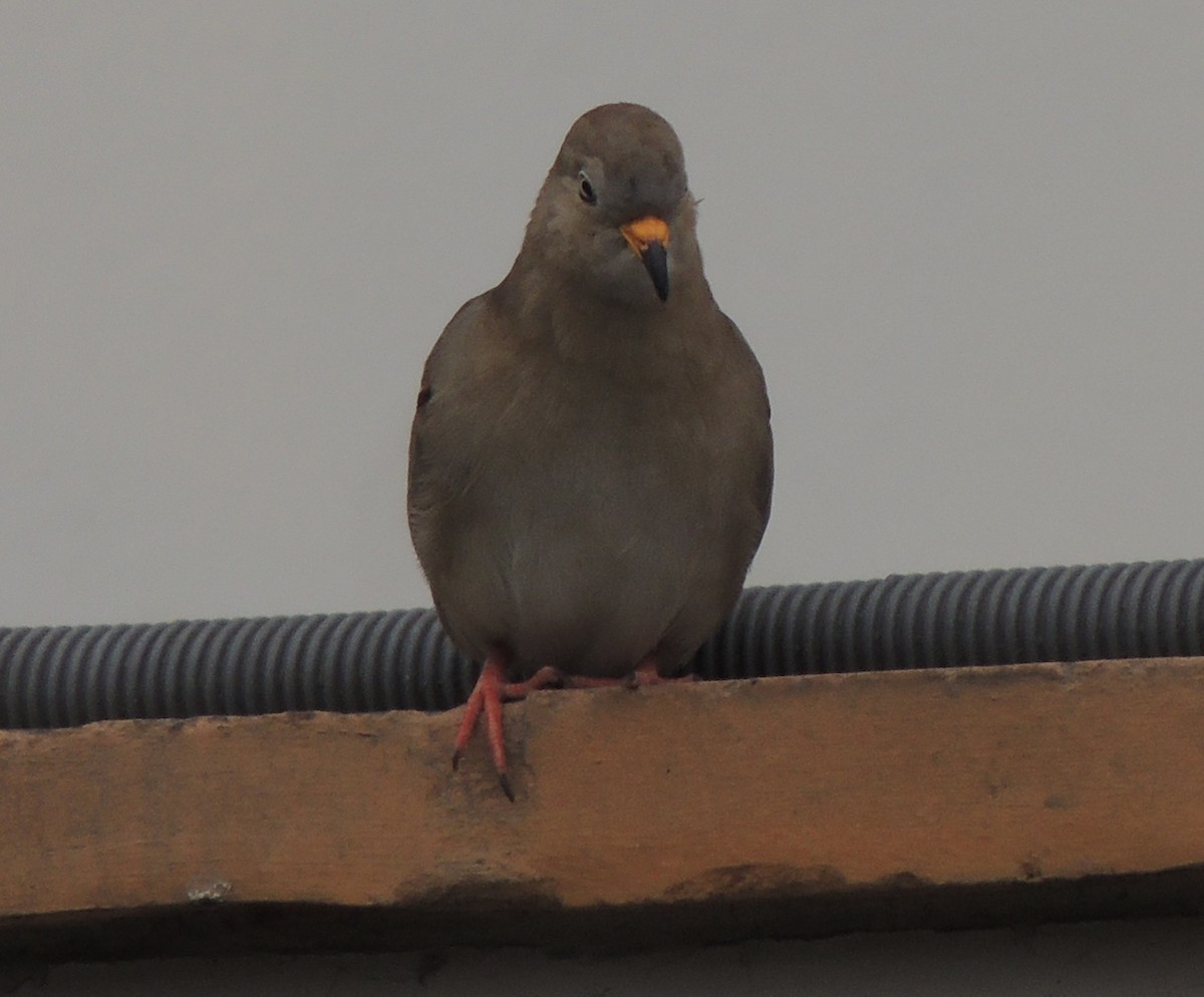 kvekkedue - ML644417823