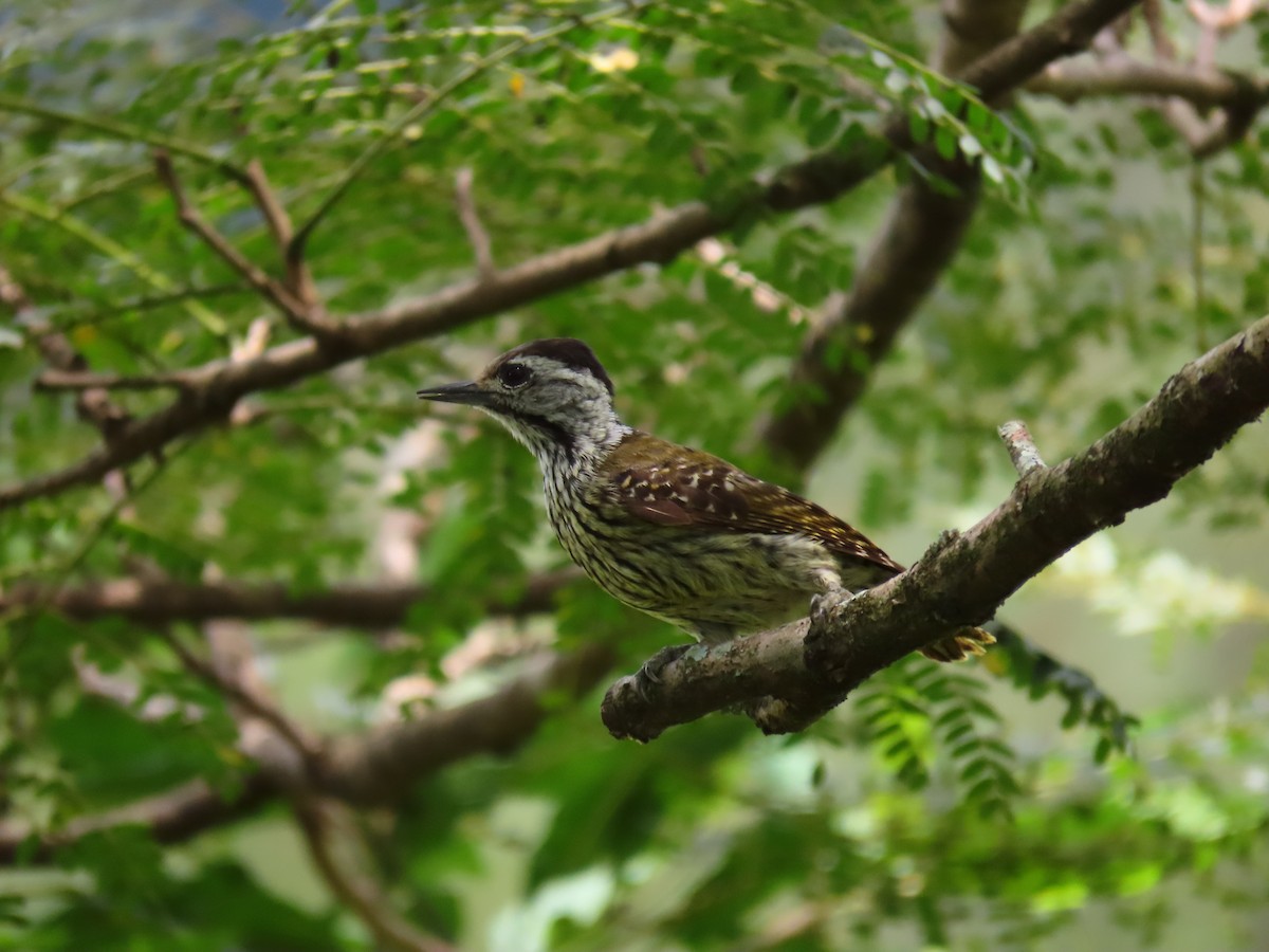 Cardinal Woodpecker - ML644417835