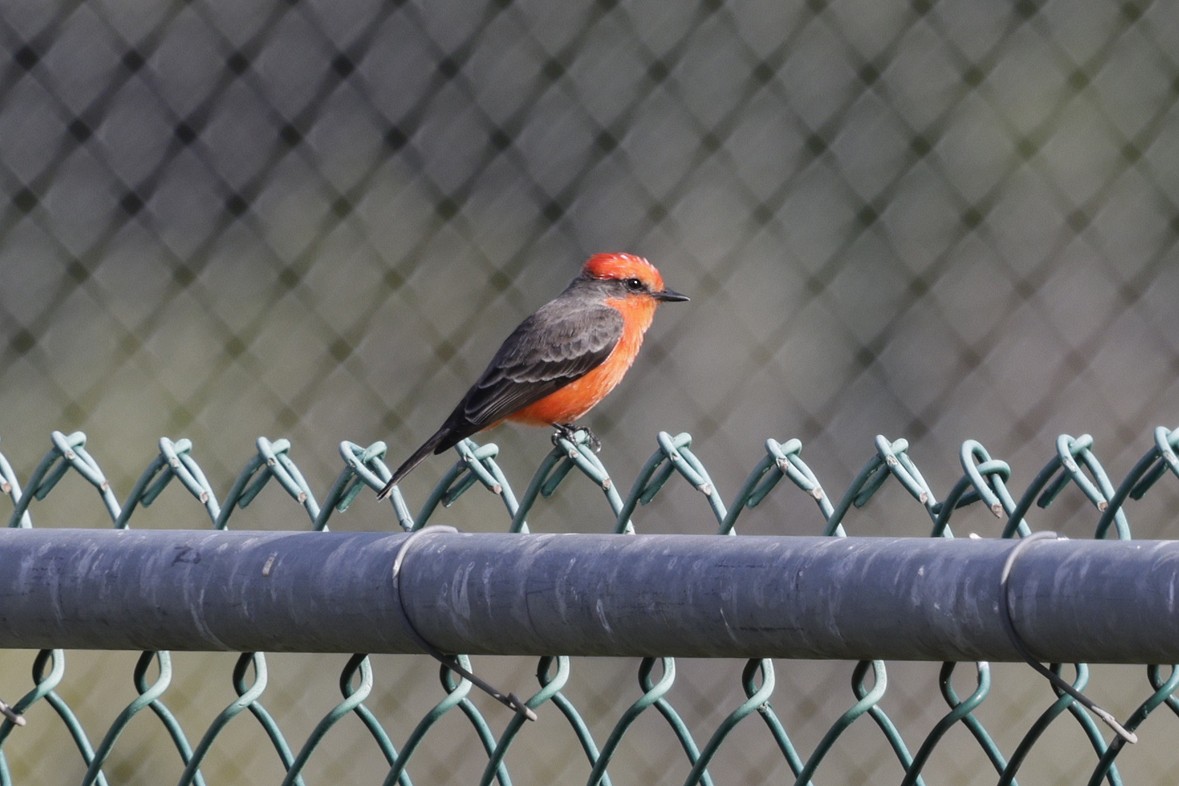 Vermilion Flycatcher - ML644417842