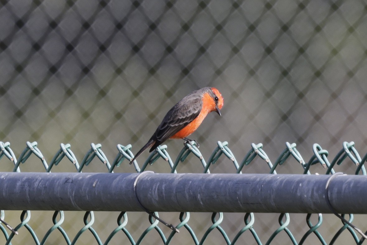 Vermilion Flycatcher - ML644417849