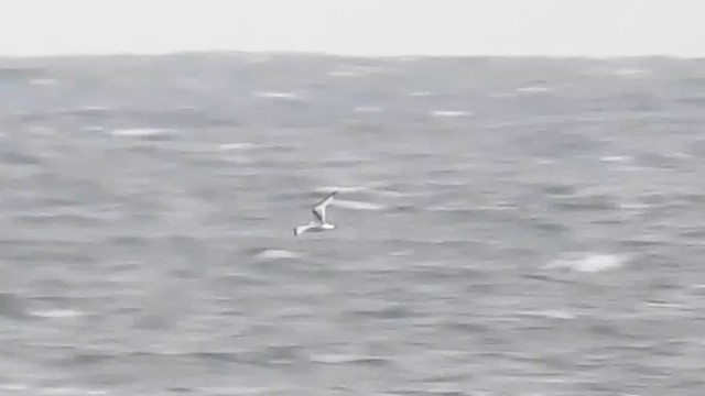 krykkje - ML644417852