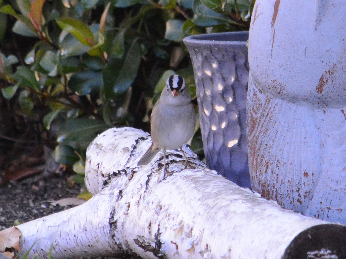 Белобровая овсянка - ML644417858