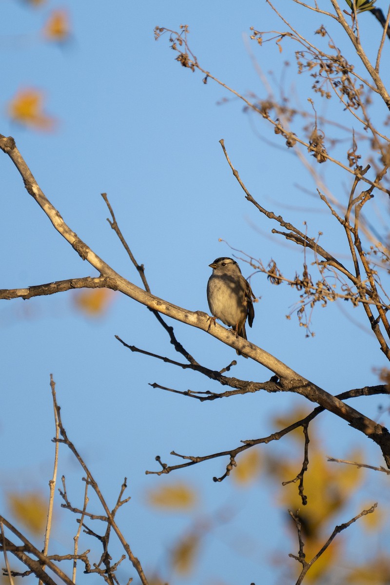 Белобровая овсянка - ML644417866