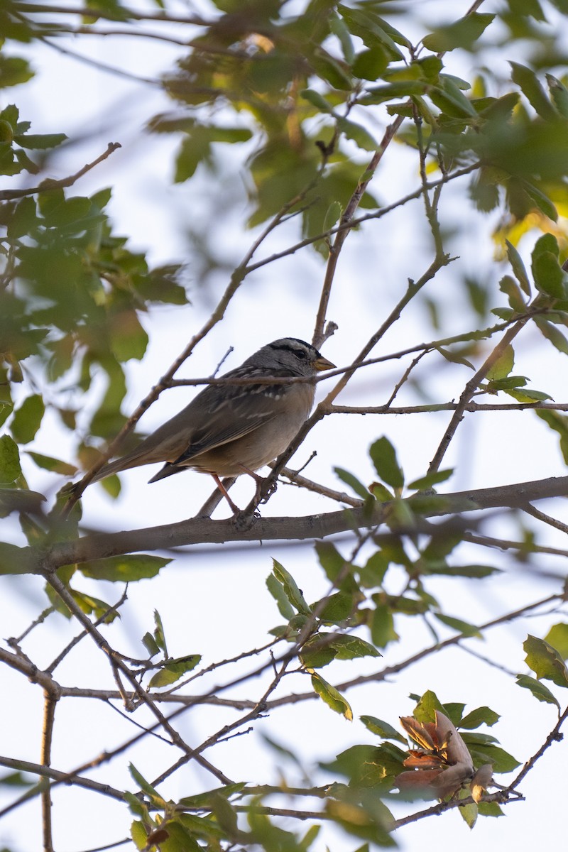 Белобровая овсянка - ML644417867