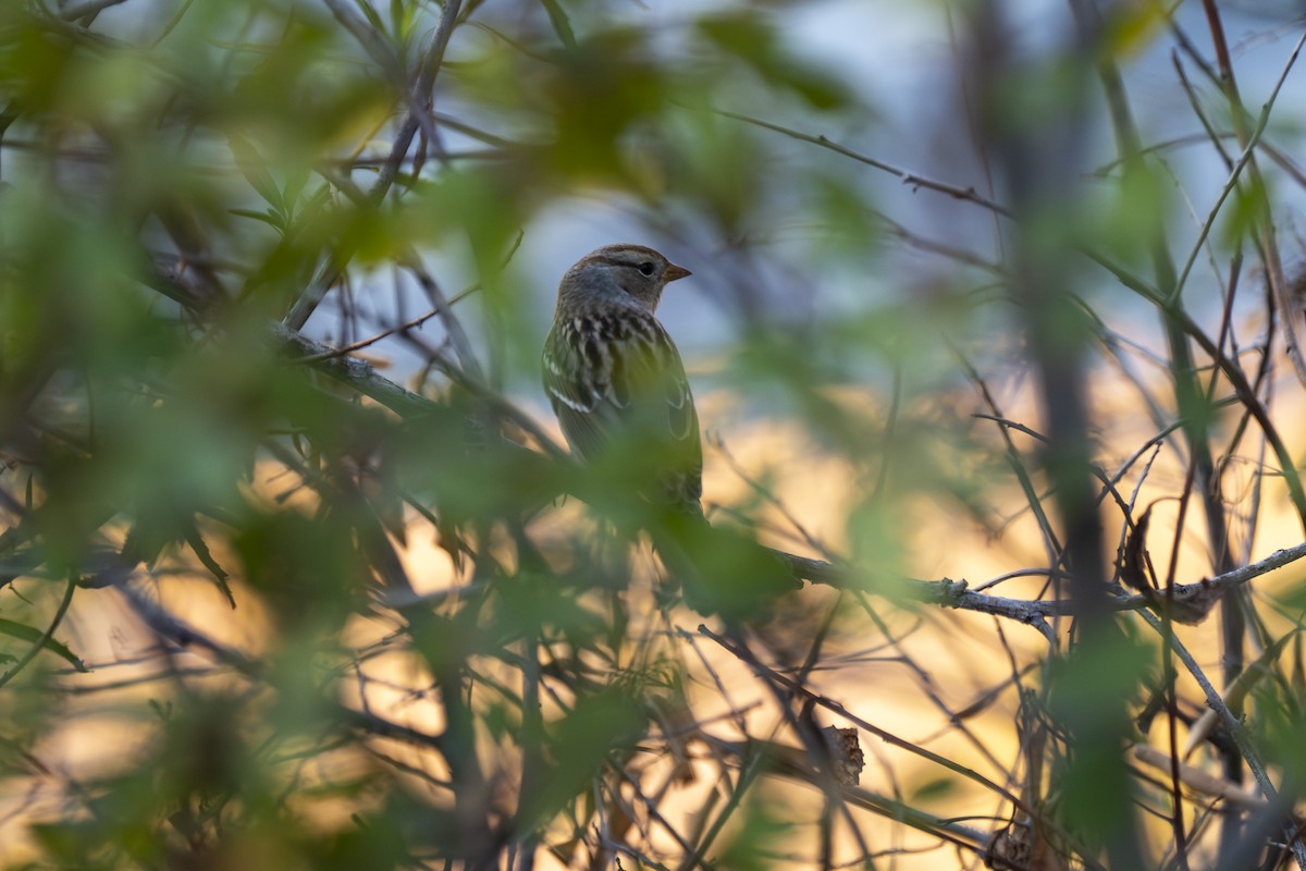 Белобровая овсянка - ML644417868