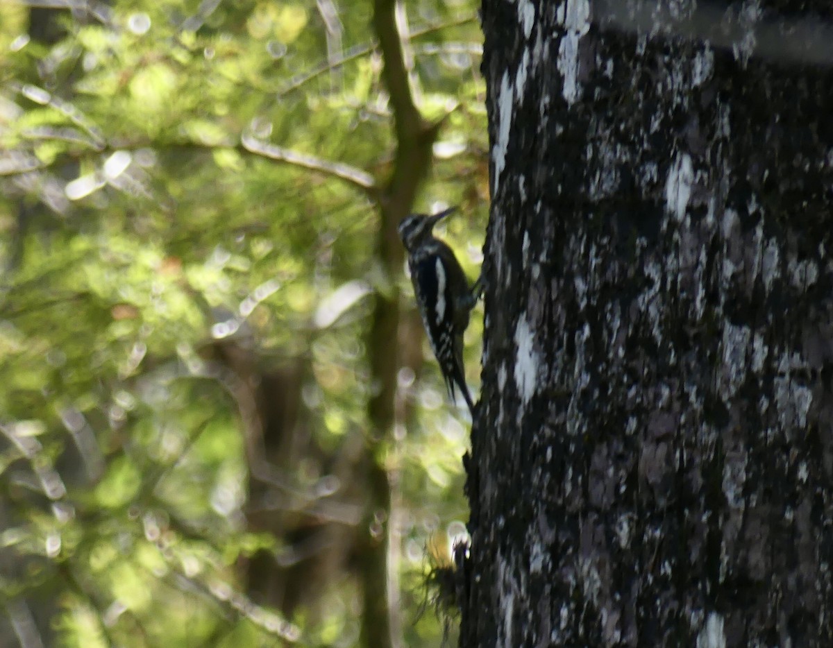 Yellow-bellied Sapsucker - ML644417869