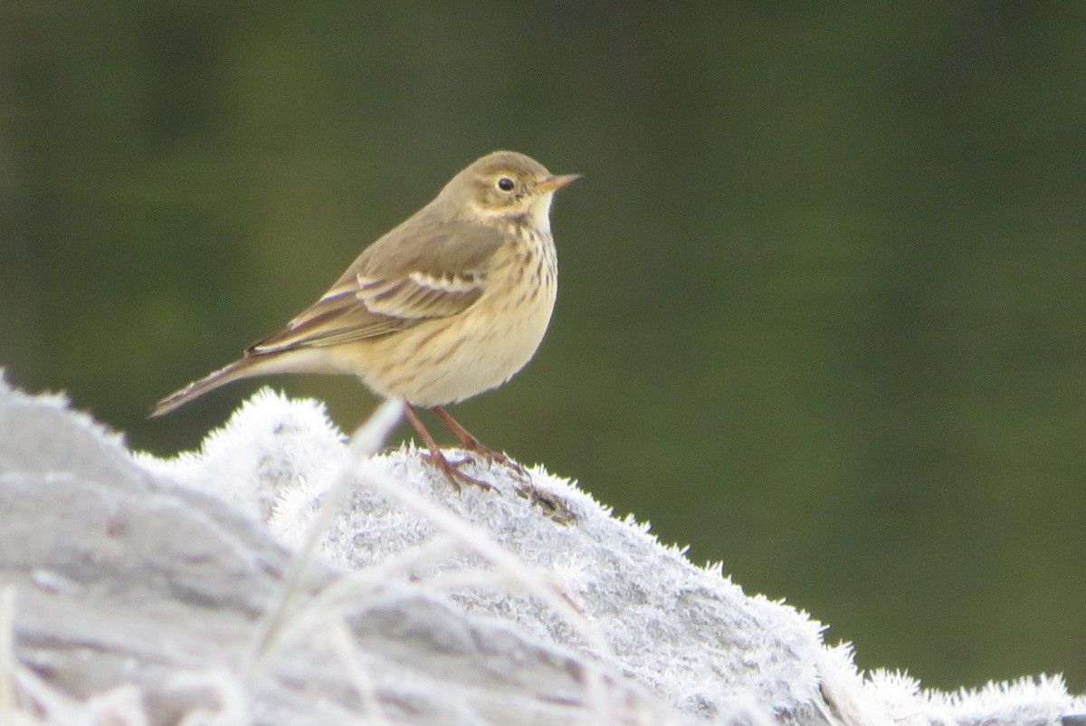 American Pipit - ML644417880