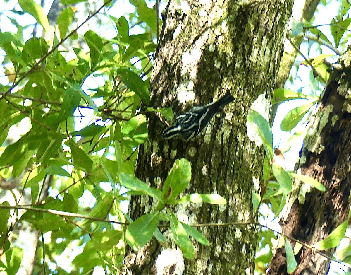 Black-and-white Warbler - ML644417883