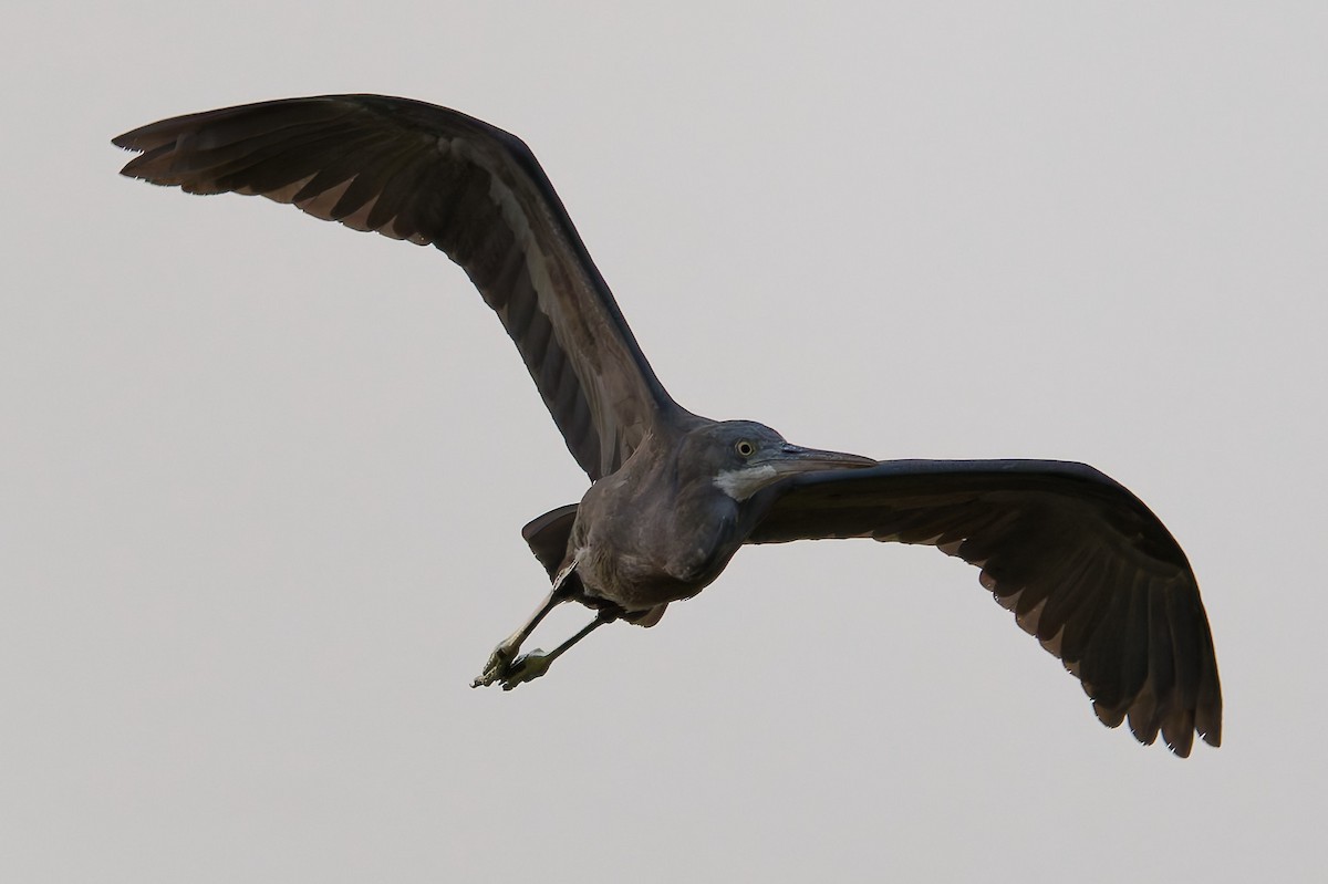Western Reef-Heron - ML644417889