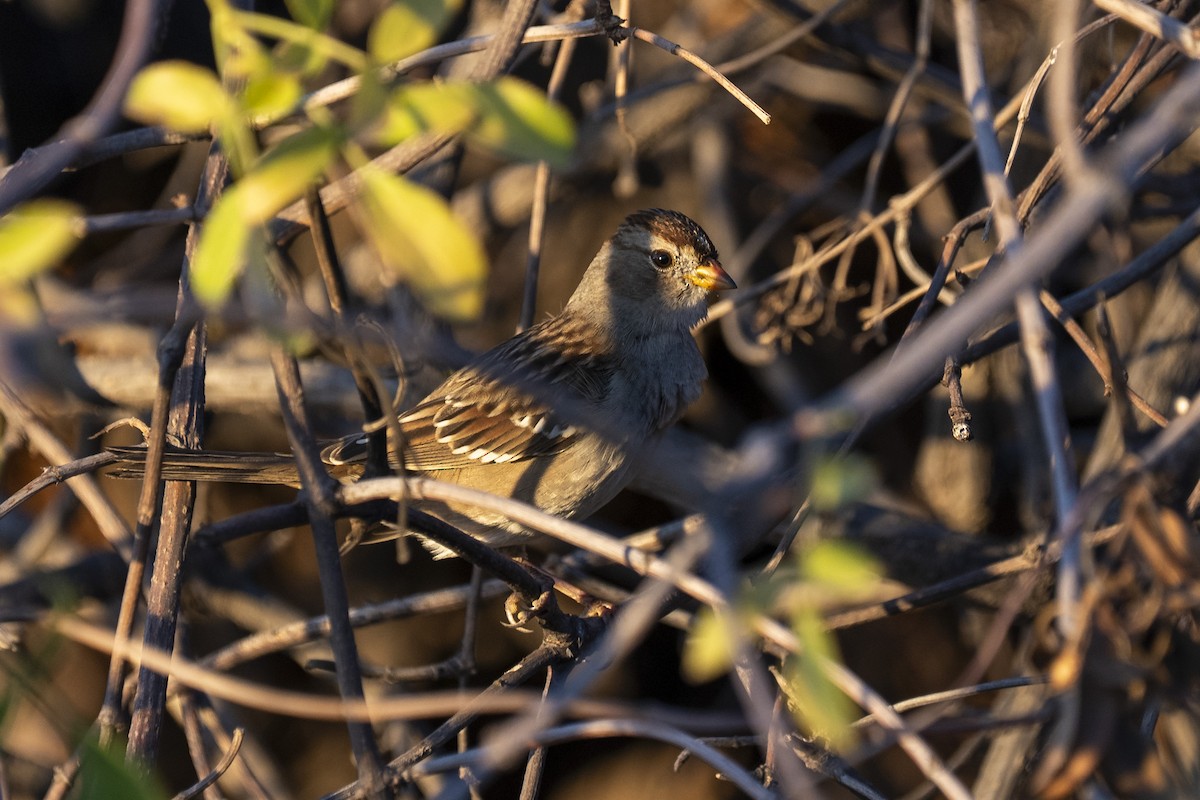 Белобровая овсянка - ML644417891