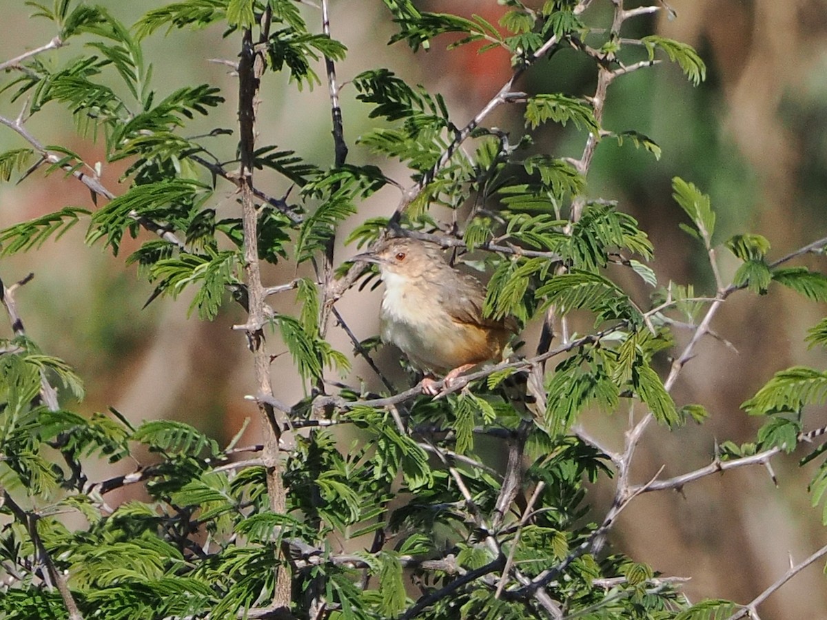 アカガオセッカ - ML644417922