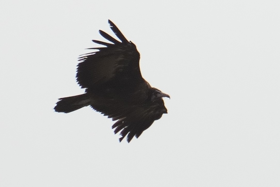 Hooded Vulture - ML644417931