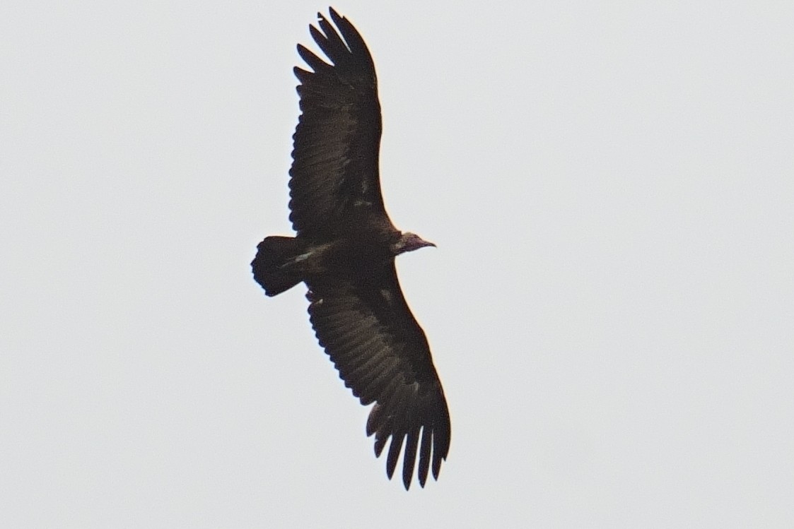 Hooded Vulture - ML644417932