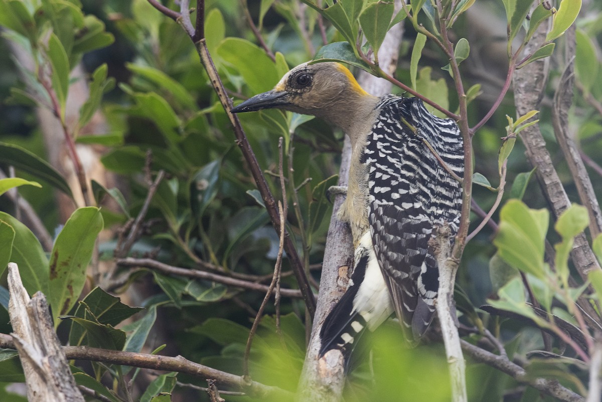 Гіла нікарагуанська - ML644417933