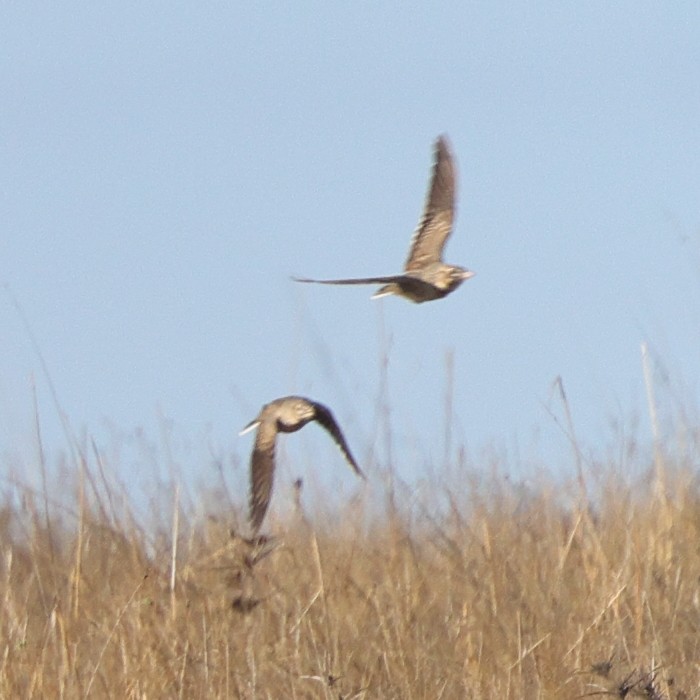 עפרוני ענק - ML644417938