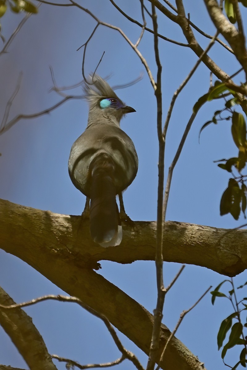 toppkoa - ML644417940