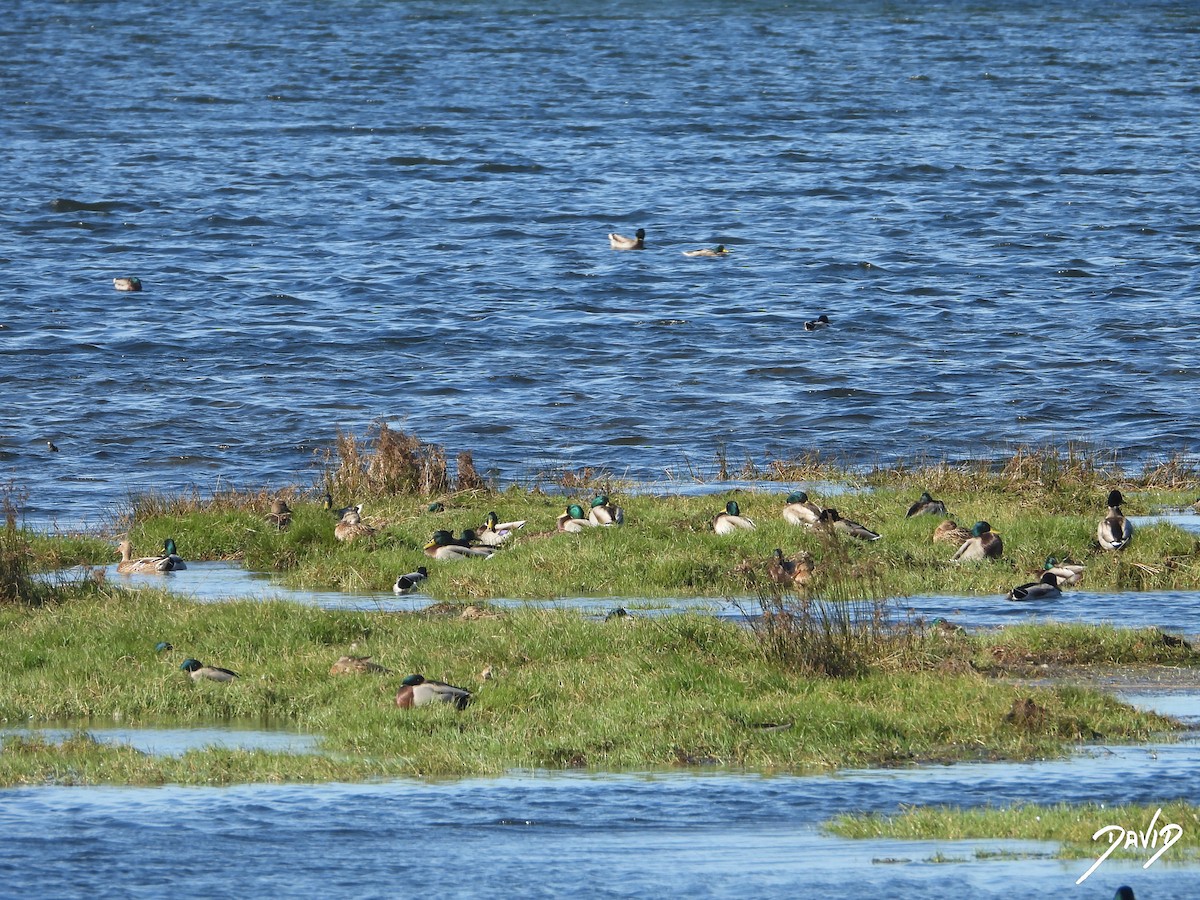 Крижень звичайний - ML644417954