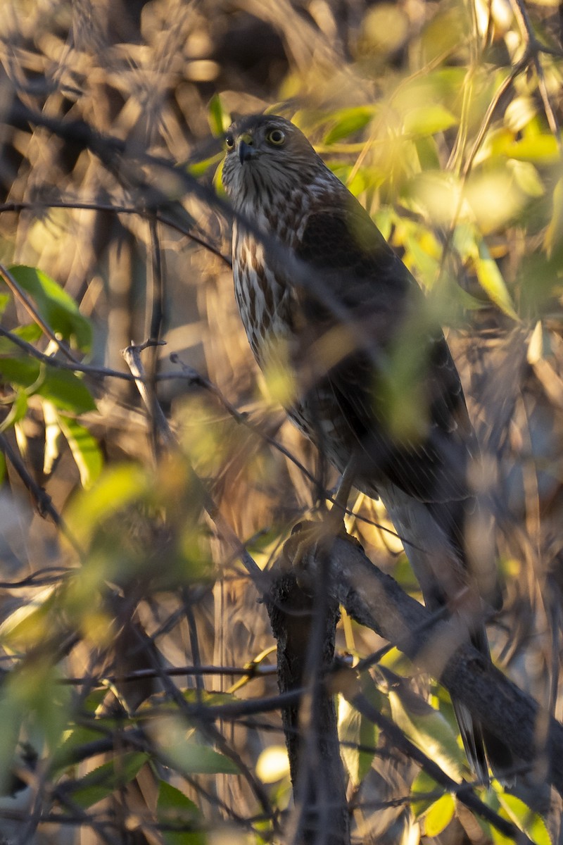 Cooper's Hawk - ML644417965