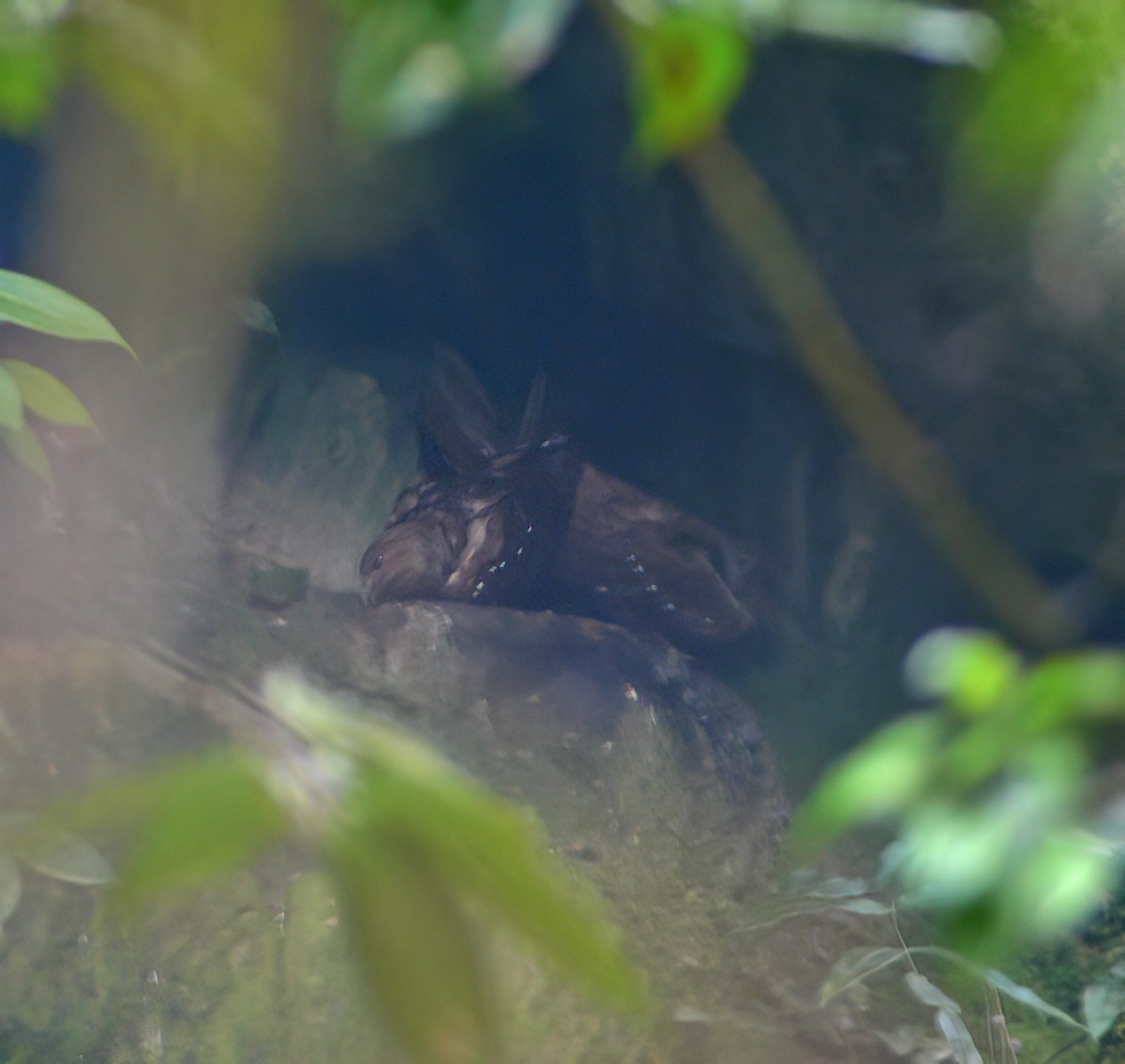 Oilbird - ML644417973