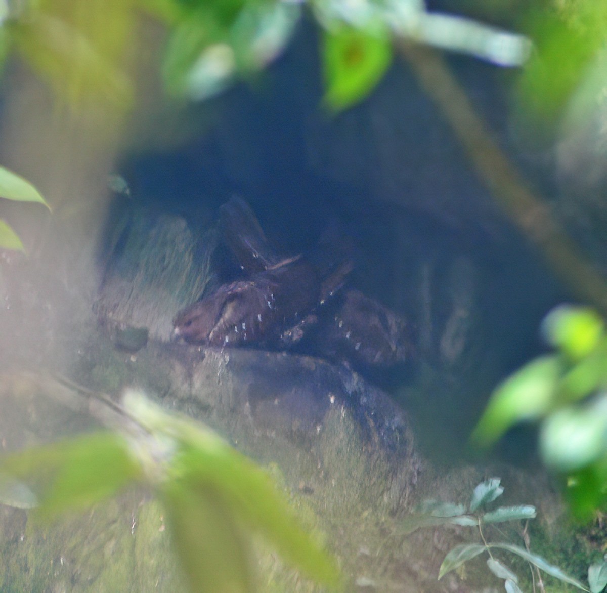 Oilbird - ML644417974