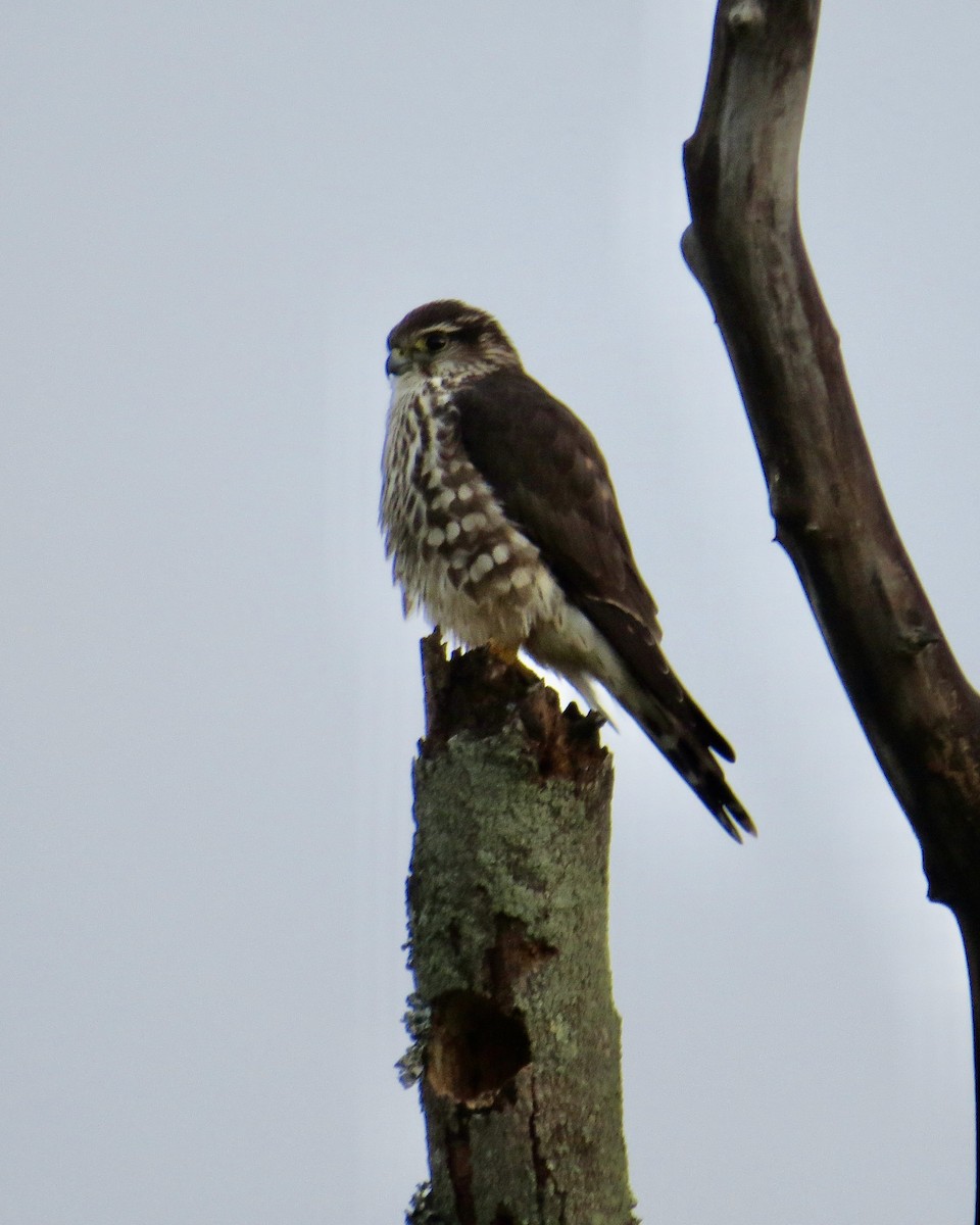 Merlin - ML644417977