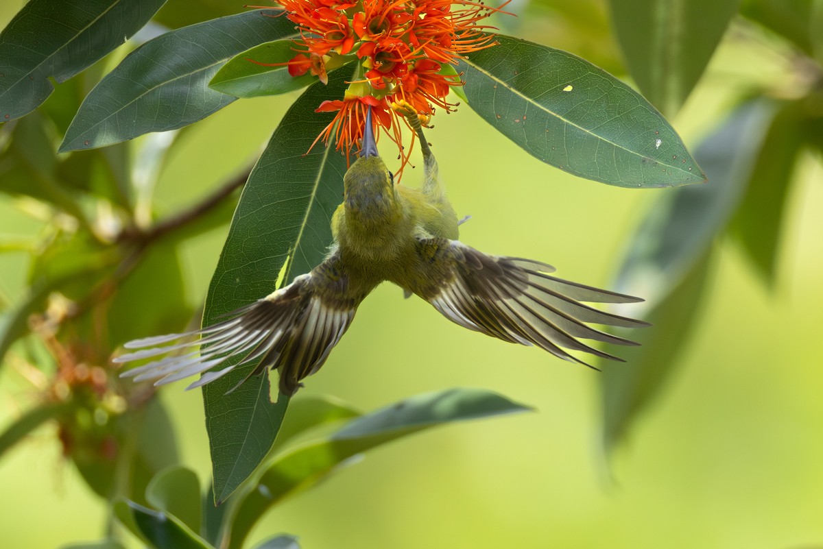 Ornate Sunbird - ML644417981