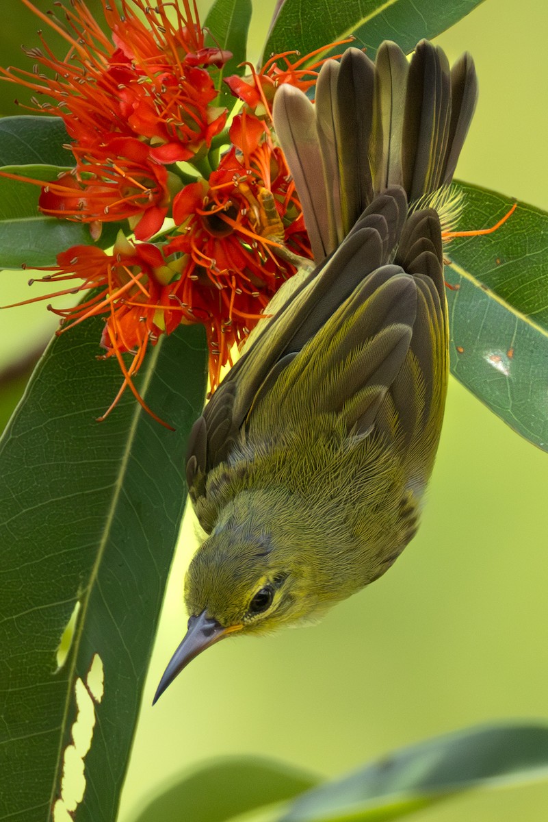 Ornate Sunbird - ML644417982