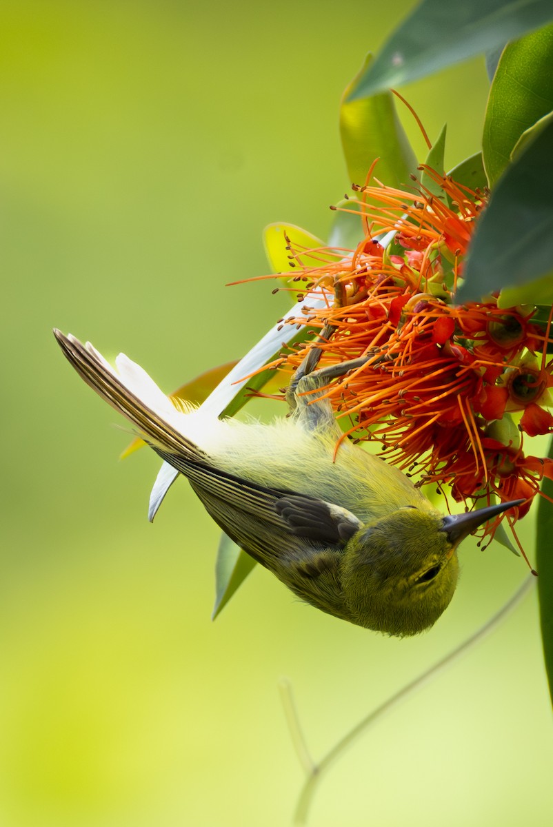 Ornate Sunbird - ML644417983