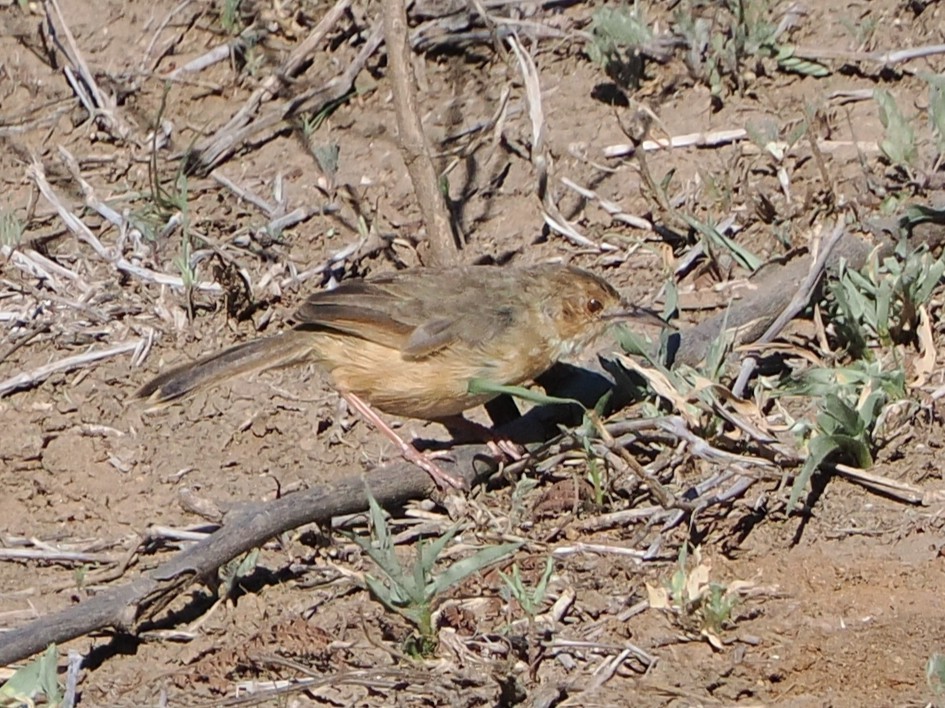 アカガオセッカ - ML644417984